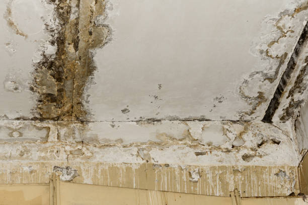 Best Forensic Mold Investigation  in St Georges, DE