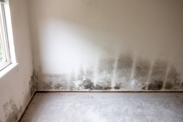 Mold Odor Removal Services in St Georges, DE