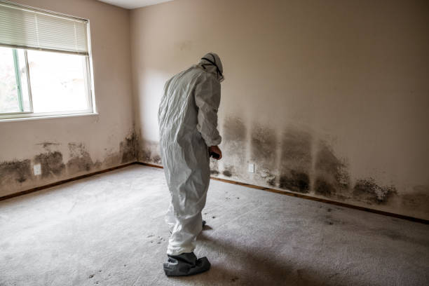 Best Residential Mold Inspection & Testing  in St Georges, DE